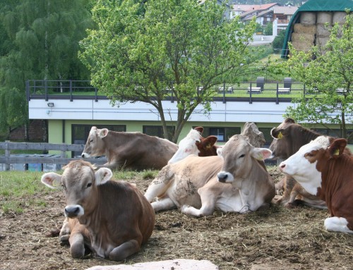 Passeggiata a vedere gli animali della fattoria