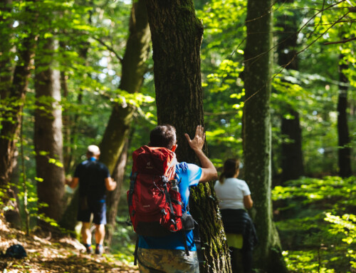 FOREST BATHING Shinrin – Yoku | Immersione nel bosco